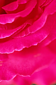 Nahaufnahme von leuchtend rosa Rosenblättern