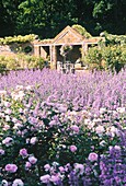 Lavendel und Rosenbeet im ummauerten Garten