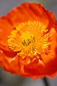 Nahaufnahme von Wald-Scheinmohn (Meconopsis cambrica)