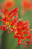 Nahaufnahme der rötlich-orangen Blüten von Crocosmia masoniorum