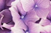 Nahaufnahme der violettblauen Blütenblätter der Gartenhortensie (Hydrangea macrophylla)