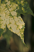 Close up of variegated green and white leaf tip