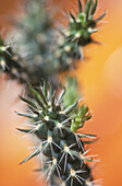 Close up of the white spines of a Lamb's-tail cactus