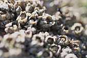 Close up of barnacles clinging to rocks on seashore
