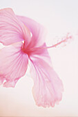 Pink Hibiscus flower