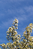 Apple tree in blossom against blue sky in spring