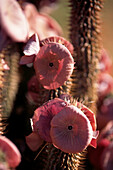 The soft pink flowers of the cucumber-like Hoodia gordonii a succulent native to the Kalahari Desert in South Africa