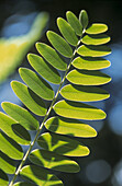 Close up of light green Robinia or pseudo-acacia leaf