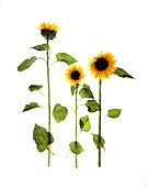 Stilleben mit Sonnenblumen (Helianthus Annuus)