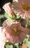 Close up of mallow flower head