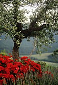Rote Mohnblumen auf einem Feld mit Olivenbaum in der Toskana