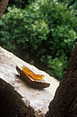 Glycerine soap bar on wooden soap dish