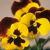 Close up of pansy flower