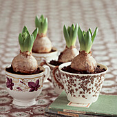 Four china tea cups with Hyacinth bulbs planted in them