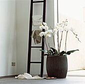 White orchids in room corner with wooden towel rack