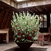 Hollyhocks (Fertility Fercundity)