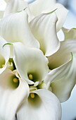 Calla-Lilien (weibliche Schönheit - Delikatesse)