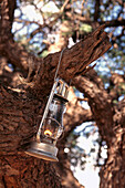 Boma lantern on camel thorn tree at the Horseback Safari Camp in the Okavanga Delta in Botswana