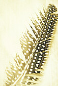 Guinea Fowl feather