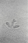 Bird's footprint in the sand