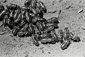 Termitenmaden in der Nähe in der Kalahari in Südafrika