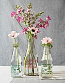 Süße Erbsen und rosa Blumen in alten Flaschen