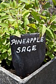 Pineapple sage growing in sunlight