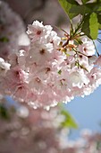 Flowering cherry blossom (sakura)   London   UK