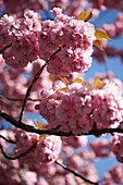Rosa blühende Kirschblüte (sakura) London UK