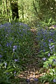 Blühende Glockenblumen (Hyacinthoides non-scripta) und Waldweg London UK