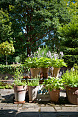 Topfpflanzen auf sonnenbeschienener Terrasse in einem Garten in Kent England UK