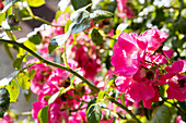 Rosa Kletterrosen im Garten von Petworth, West Sussex, Kent