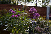 Violett blühende Pflanzen im Garten von Bolton, Greater Manchester, England, UK