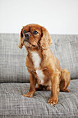 Pet dog on grey sofa in London home  UK