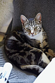 Portrait of tabby cat in West Yorkshire home  UK