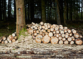 Gefällte Bäume in der Devon-Forstwirtschaft UK