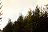 Baumkronen in einem Waldgebiet in Devon UK