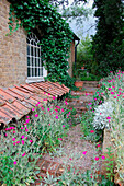 Overgrown brick pathway of watermill conversion