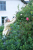 Frau pflückt Rosen im Blumengarten