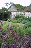 Lila Salvia-Beet im ummauerten Garten