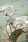 Orchideenblütenköpfe