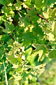 Berries and leaves of tree