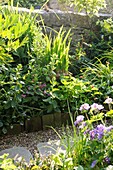 Garden path through lush foliage