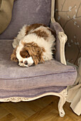 Cavalier King Charles Spaniel sleeping on armchair