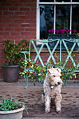 Dog stands on Hereford porch exterior