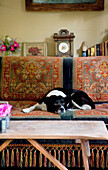 Schlafender Hund auf Sofa in Devon