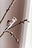 Owl ornament on budding sprig in modern Odense family home Denmark