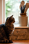 Cat sits with utensil holder and carved masonry detail in kitchen window of historic Yeovil home Somerset, England, UK