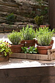 Herbs in terracotta pots, Wadebridge, Cornwall, England, UK