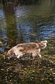 Dog walking in water, Suffolk, England, UK
